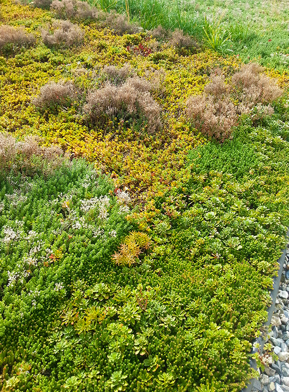 BRAC Green Roof Row 5 left