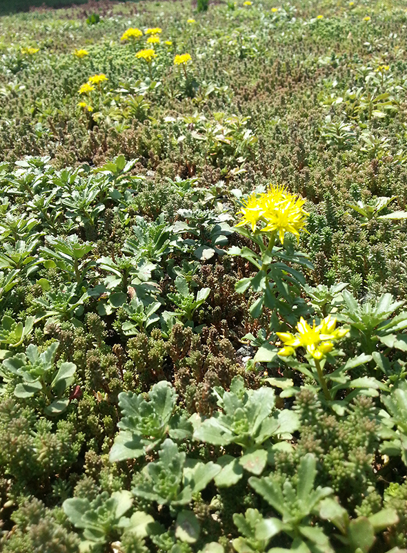 BRAC Green Roof Row 5 right