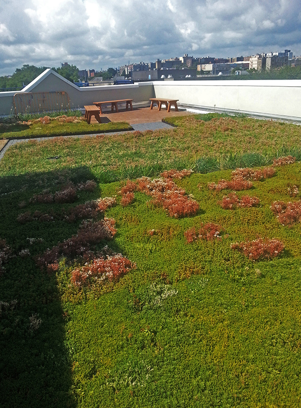 BRAC Green Roof row 4 right