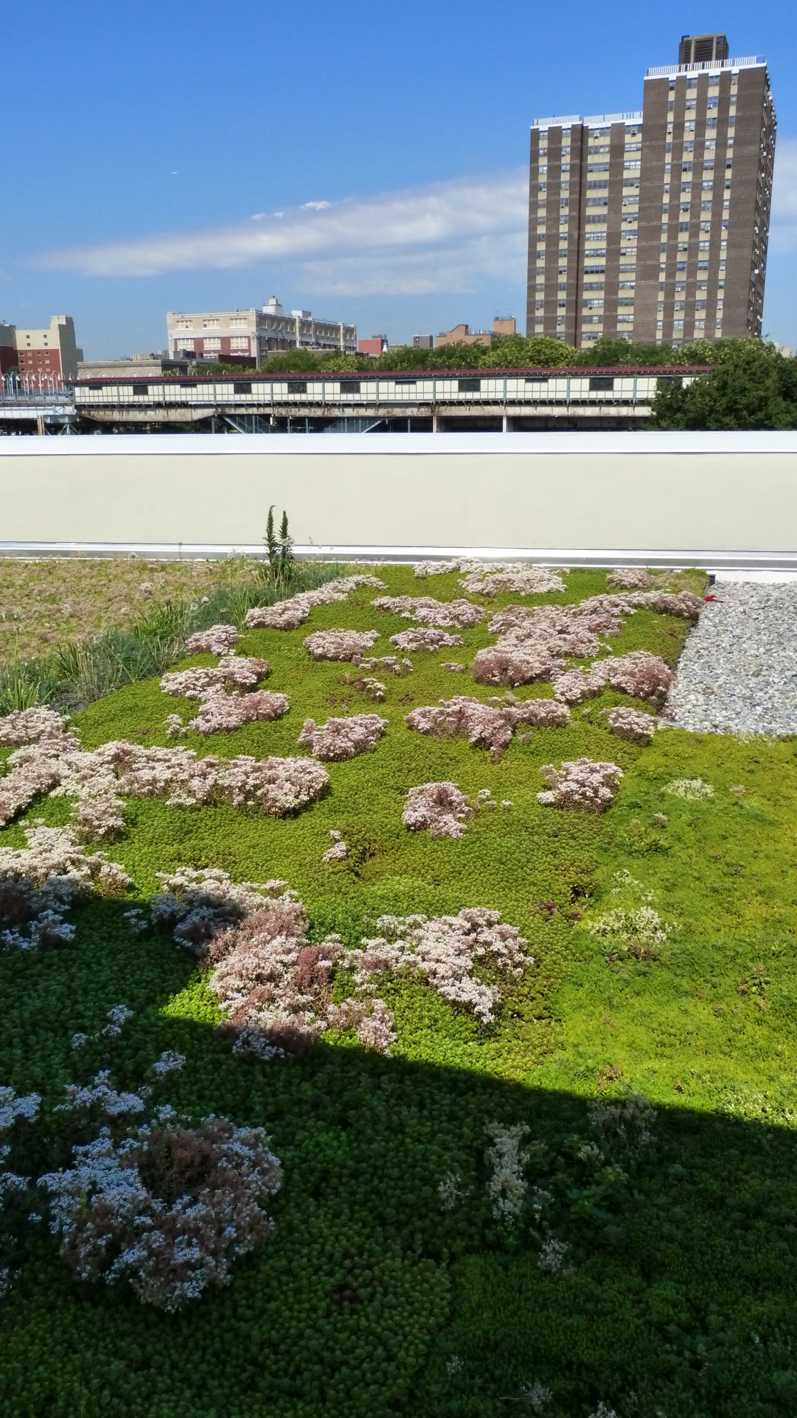 A view of grass and flowers