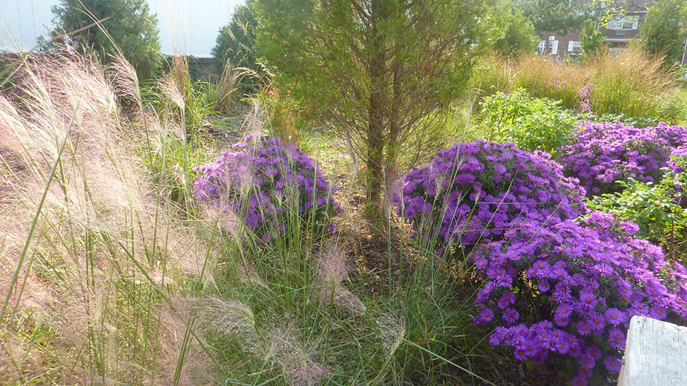 A view of a yard with purple flowers
